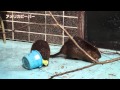 おびひろ動物園「ビーバー」Obihiro Zoo beaver の動画、YouTube動画。