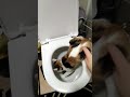 Кошка пьет воду с унитаза