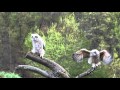 Young Great Horned Owls: mastering their flight skills