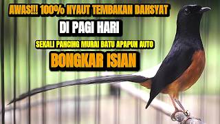 MASTERAN MURAI BATU DI PAGI HARI BONGKAR ISIAN MEWAH KAPAS TEMBAK CILILIN LOVEBIRD KENARI JENGGOT