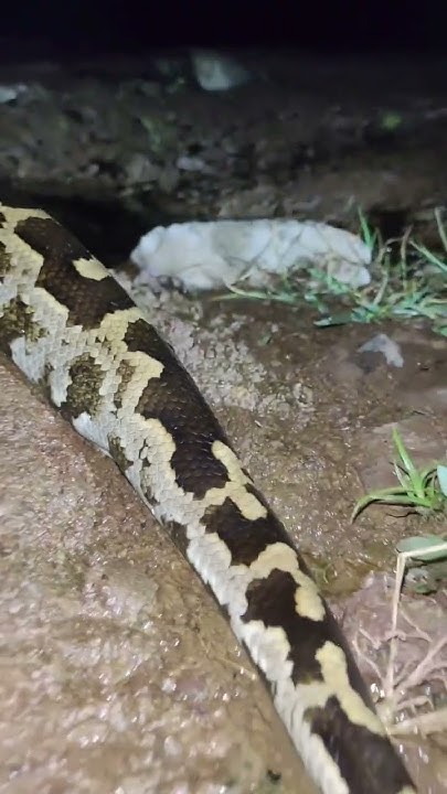 rock python snake #cobras #cobra #video #snakecobra #shortvideo # ...
