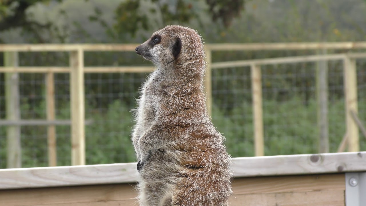 Axe Valley Wildlife Park (15th October 2017)