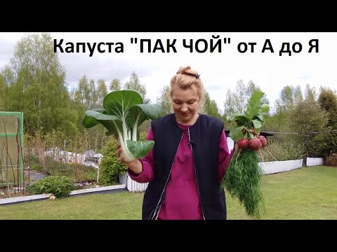 Видео: Выращивание растений бок-чой - Как вырастить бок-чой в воде