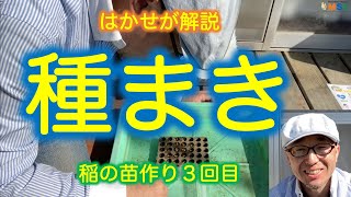 はかせが解説「稲の苗作り３回目　種まき」