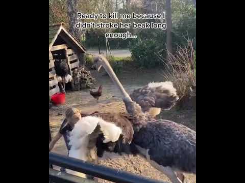 Video: Ostrich fern yog hom zoo nkauj tshaj plaws ntawm cov genus