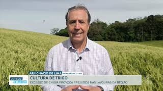 Produtores de trigo constatam redução na...