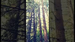 benom balki tun çok güzel şarkısi süper