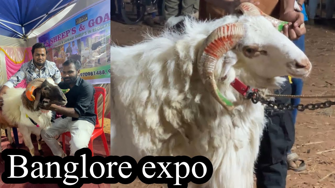 Tipu sheep and Goat farme bagalur Sheep expo full video