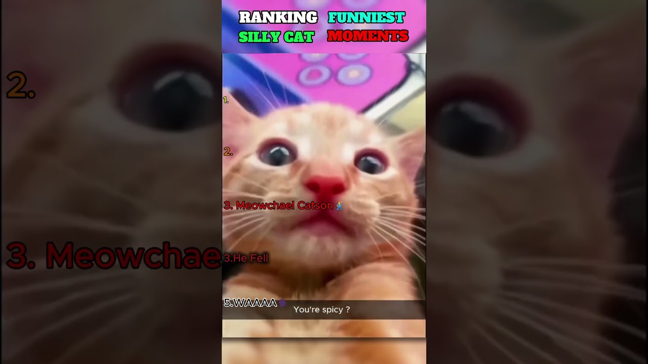 RANKING FUNNIEST 😂 SILLY CAT MOMENTS !!!!! #funny #cat #hilariousfails #comedy #memes
