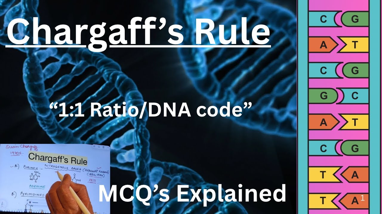“Understanding DNA starts with Chargaff.” | Chargaff’s Rule explained with MCQ | NCERT  |NEET