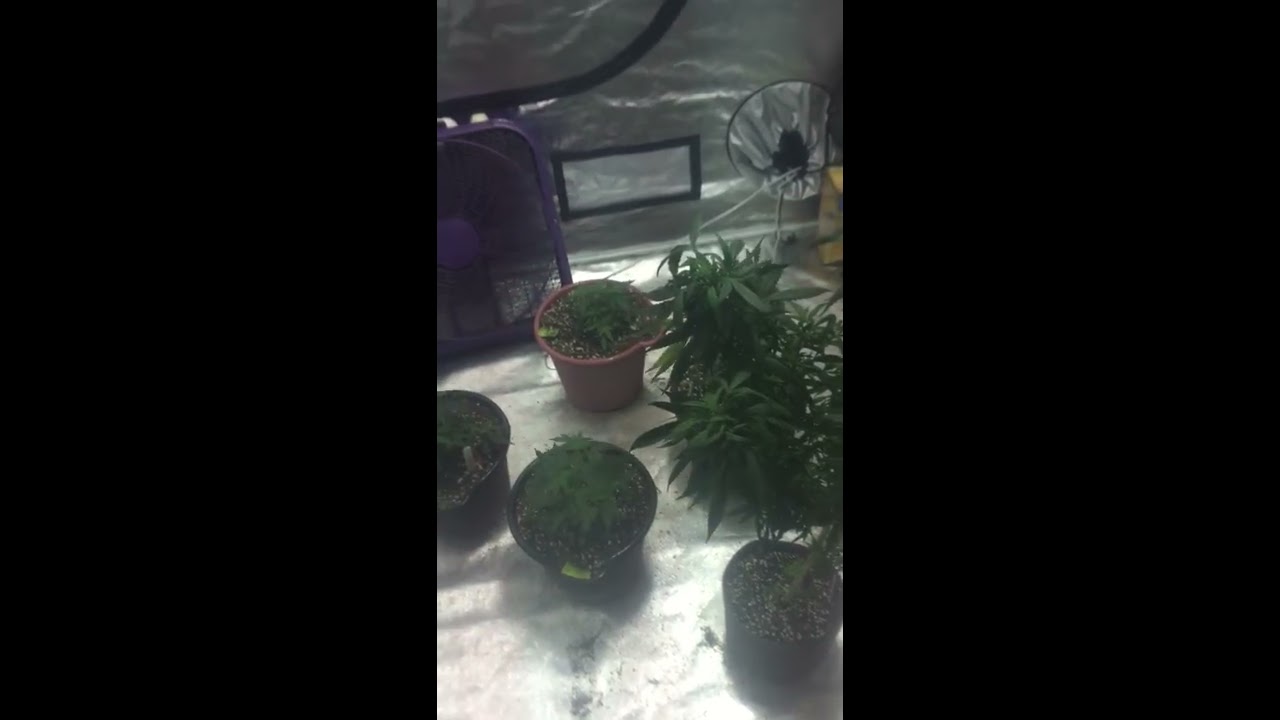 Week 3 indoor grow