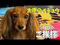 【太原のイチョウ穴場スポットに自粛犬花子登場🐶】#自粛犬 #八女ズンブレイク #太原のイチョウ