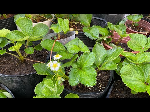 Video: Vườn dâu tây: chăm sóc mùa xuân, trồng trọt và mô tả giống