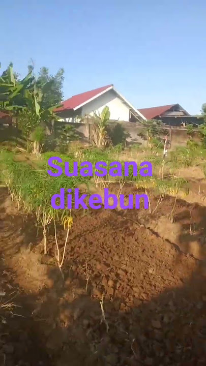 suasana dikebun
