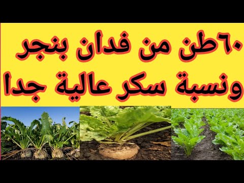 زراعة بنجر السكر بالتفصيل وإنتاج ٦٠ طن في الفدان الواحد