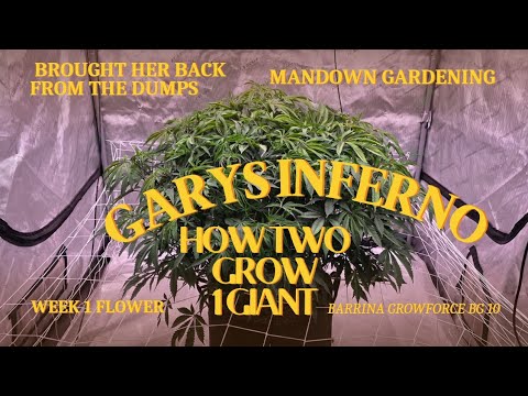 How to bring a sick plant back to life under the. #Barrina growforce ...