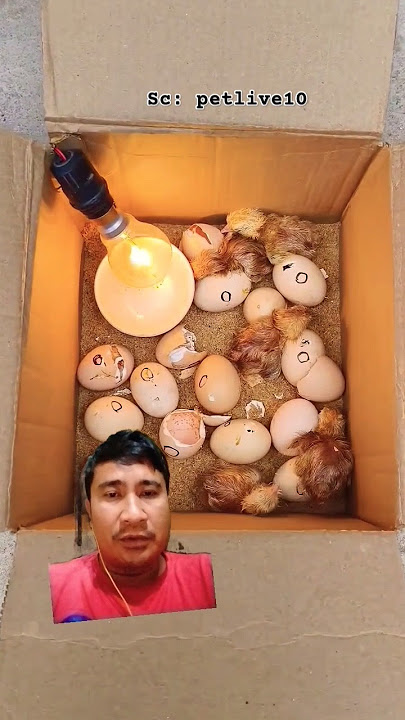 Membuat Alat Tetas Telur ayam Sederhana #egg #diy #chicken #reaction #ayamkita #mesintetas