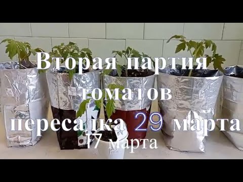 Переезд томатов в большую тару 29 марта (продолжение)