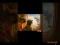 Dog and Cat Go on Vacation 🌴🐾 |part 2 #dogvideo #catvideo #funnypets #shorts #funny