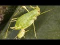 Born Pregnant: Aphids Invade with an Onslaught of Clones | Deep Look