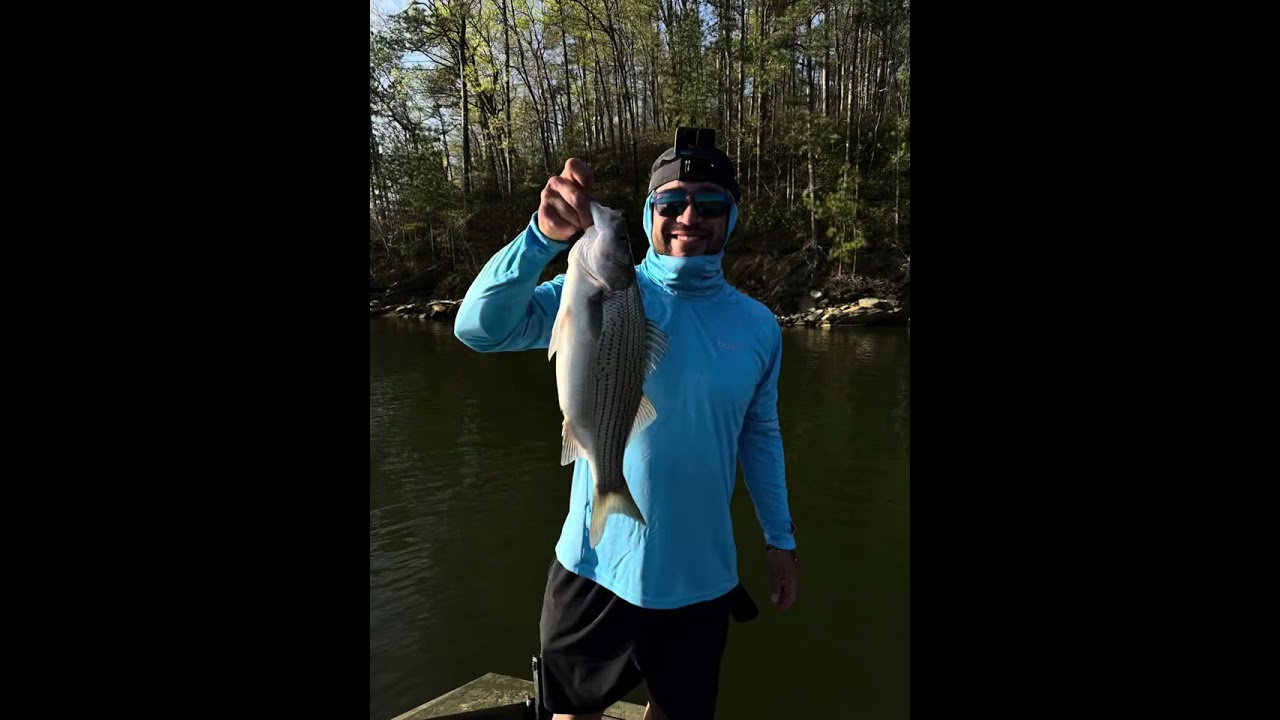 Lake Allatoona hybrid striped bass