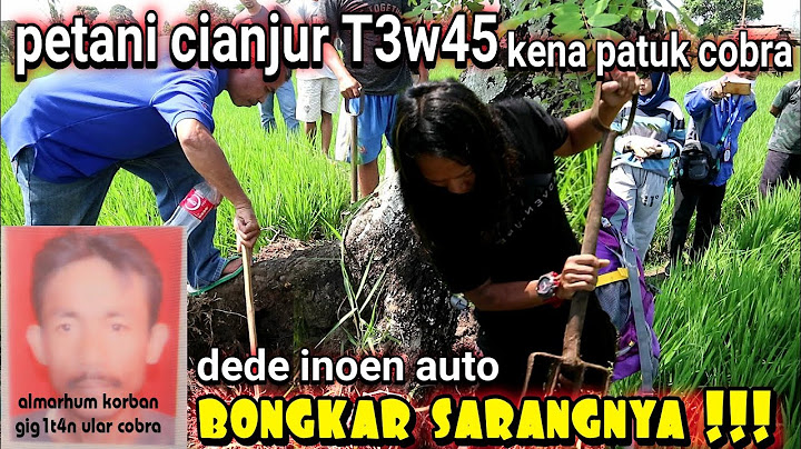 PETANI CIANJUR T3W4S KENA GIG1T4N ULAR COBRA | DEDE  INOEN AUTO BONGKAR SARANG COBRA