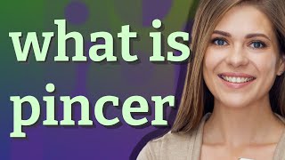 Pincer | meaning of Pincer