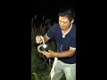 マムシより凶暴な毒蛇を素手で捕獲!!生物ハンター加藤英明#Shorts