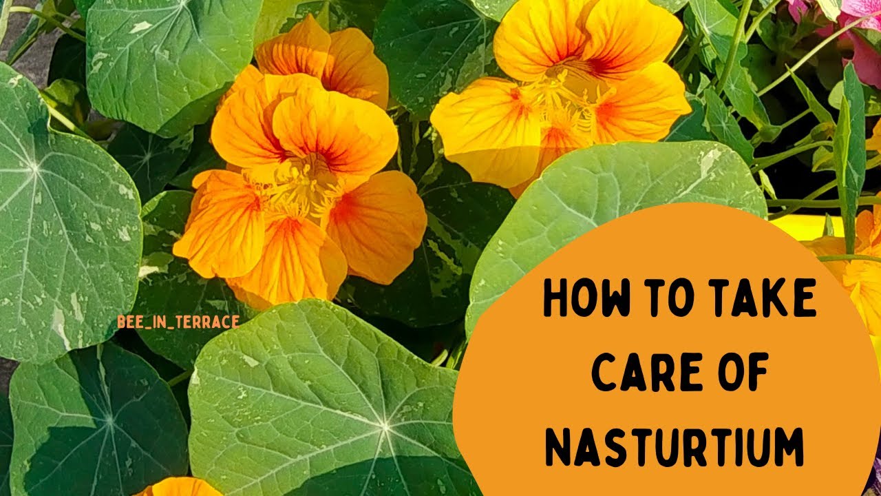 How To Grow Nasturtium || Bee_in_terrace 