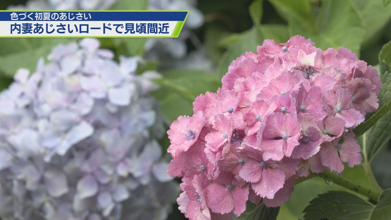 The hydrangea road in Uchizuma is almost in full bloom [TV