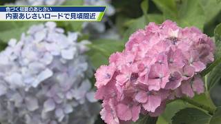 The hydrangea road in Uchizuma is almost in full bloom [TV