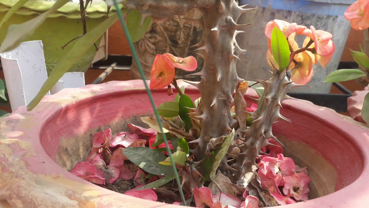 How to grow and care crown of thorns plant YouTube