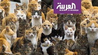 صباح العربية | القطط تحتل جزيرة يابانية