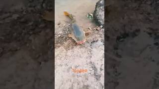 Трафей