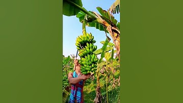 technique for cutting banana stems for harvesting #shorts