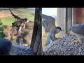 FalconCam Project~Xavier brings prey &amp; takes it with him (3 CAM views! &amp; SLOMO)~5:47 pm 2023/12/03