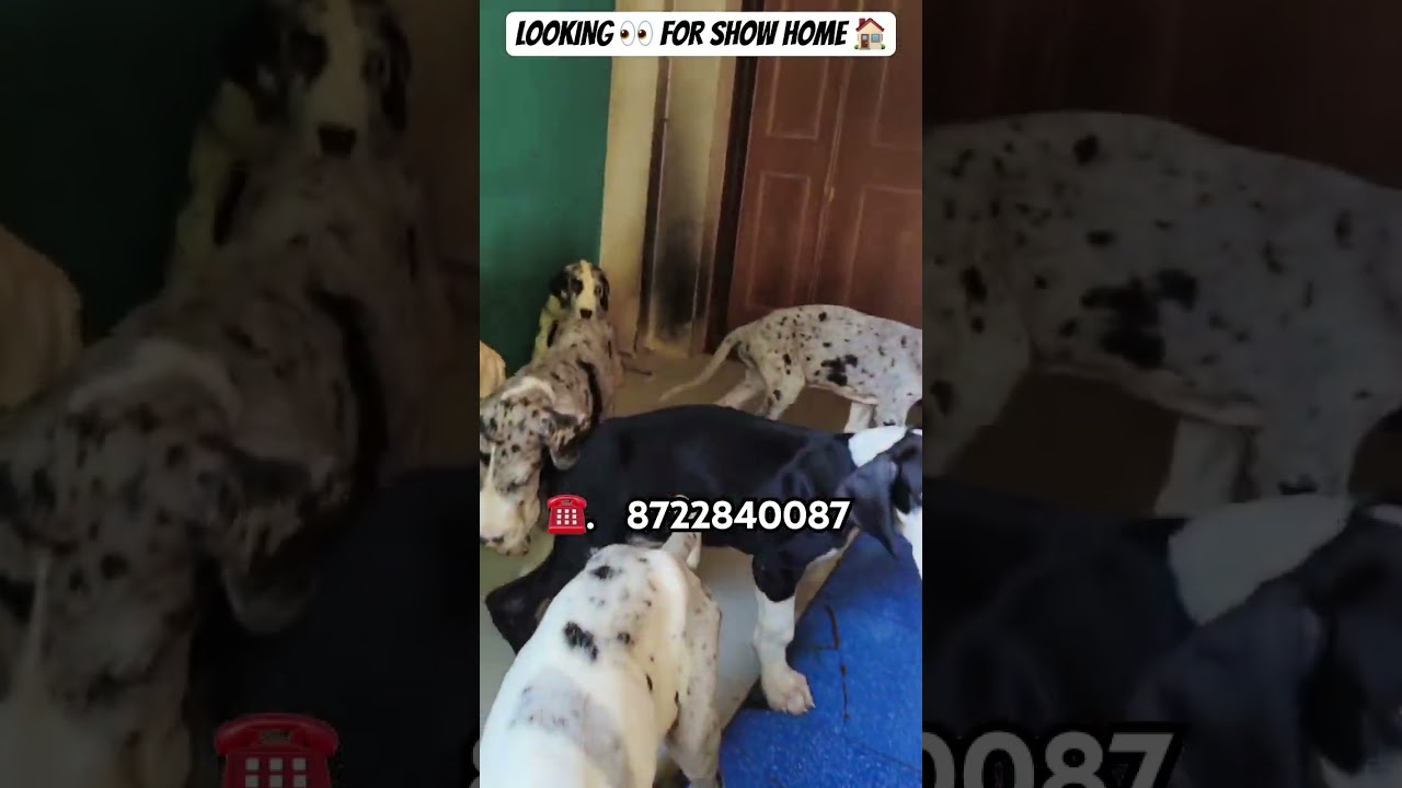 Top 🏆 quality Great Dane puppy 🐶 for sale in Bangalore at low price 💥 