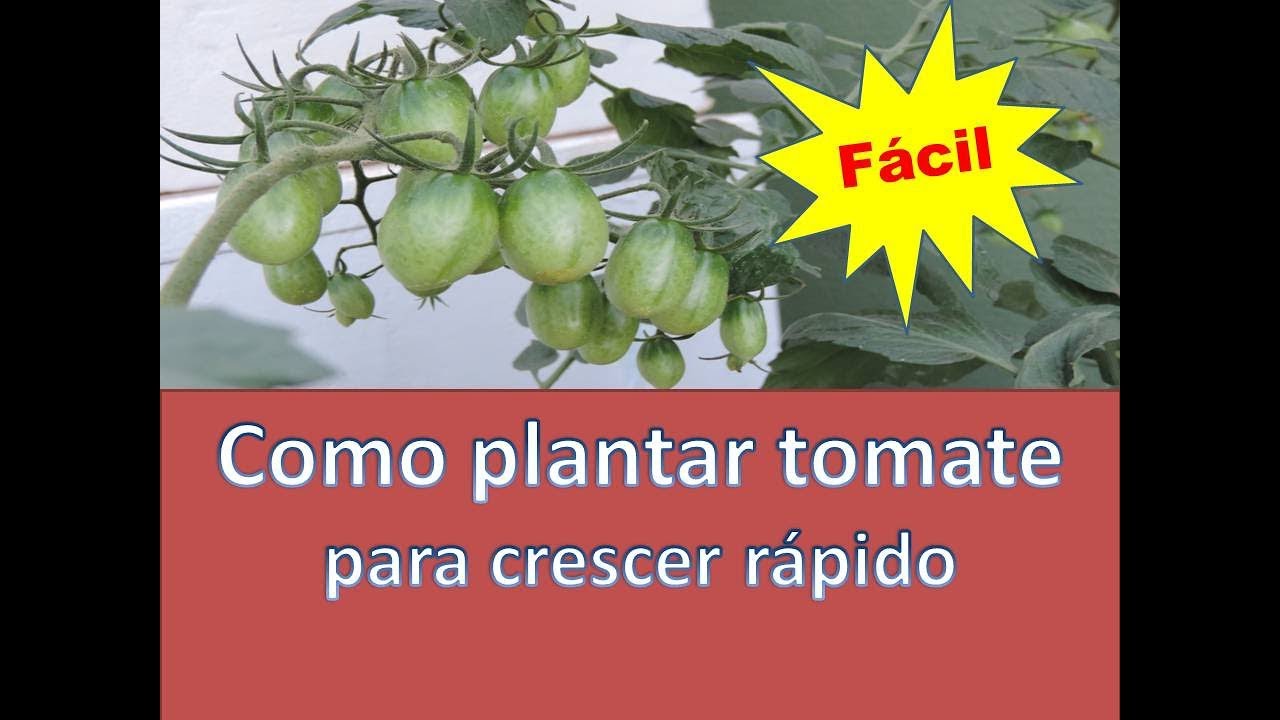 Qual A Melhor Lua Para Semear Abóboras