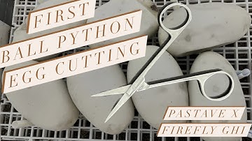 Ball Python Egg Cutting