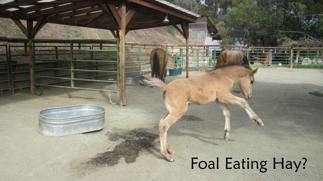 Foal Eating Hay? YouTube