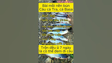 Bài mồi bún nền câu cá tra và cá basa #shots  #caucagiaitri