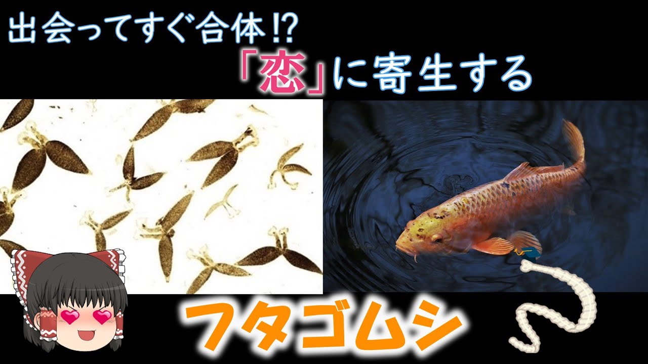 【ゆっくり解説】比翼の鳥、連理の枝 フタゴムシについて - YouTube