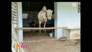 BULL JOUMP ||| what's app status ||| 🔥⚡ screenshot 4