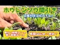 【野菜】「第4回 週一農業」ホウレンソウの間引きをマスターしよう！他、台風対策など。