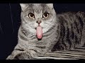 Ultimate TRY NOT TO LAUGH CHALLENGE - Funny cat, animal video Compilation