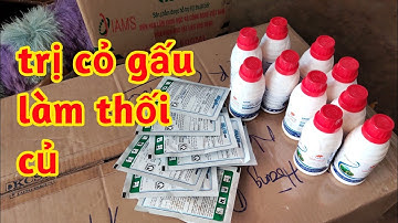 Thối Củ Cỏ Gấu Thuốc Trừ Cỏ Mần Trầu Cỏ Gấu Và Nhiều Cỏ Khác