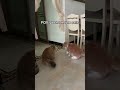 Cats fighting funnycats catfight cats tiktok fyp #Shorts #cathy12777