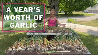 Harvesting a year's worth of garlic from two raised beds | Nora's Ark
