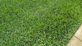 New St. Augustine Sod After It Received A Potash0-0-62 Treatment.