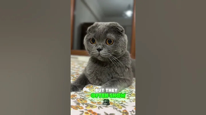 Do cats know their names?  #cat #loveforkittes #catlover #kittenslovers #pets #kittypets #funnycats